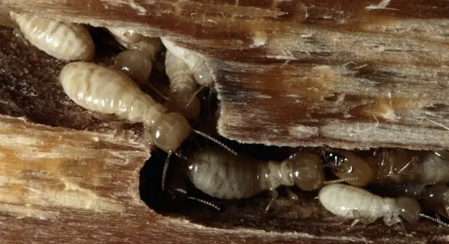 Tanda-Tanda Rumah Terserang Rayap dan Solusi Penanganannya